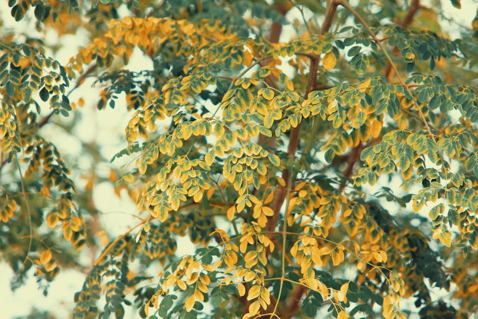 Gør din krop glad med moringa pulver